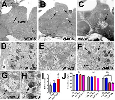 Disease-Associated Mutant Tau Prevents Circadian Changes in the Cytoskeleton of Central Pacemaker Neurons